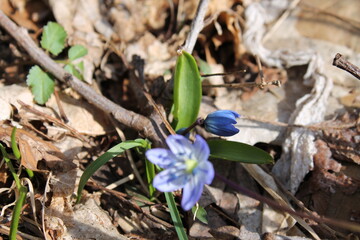 A sample of Siberian Squill (Scilla Siberica) in the Asparagus family, growing in Ontario Canada....