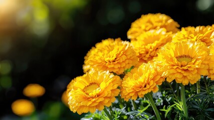 Golden flowers in garden, sunny day, blurred background, nature photography