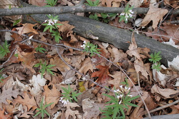 A sample of Cut-Leaf Toothwort (Cardamine Concatenata) in the Mustard family, growing in Ontario Canada. -Captured by MIROFOSS