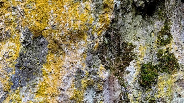 Colorful moss and lichen on a rocky surface, symbolizing nature's resilience and biodiversity stopica pecina