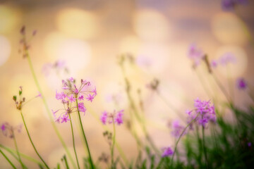 Obraz premium Soft Glow of Flower Garden with Bokeh in Background