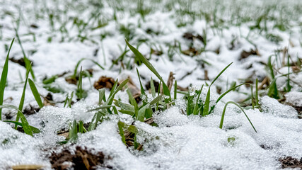 Fresh green grass peeks through a light layer of snow, symbolizing early winter and the transition of seasons