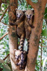 Coati Puppy