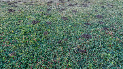 Close-up of a lawn with numerous molehills, representing garden maintenance challenges during spring