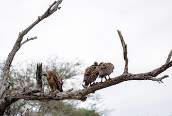 Three big birds on tree. White-backed African vulture on dry branch in forest. Kruger National Park, South Africa. Animal wildlife bird background. Safari at savanna