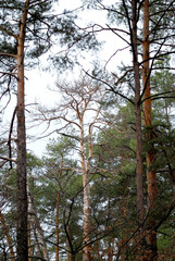 Fototapeta premium tall dried pine tree among healthy green pines and other trees in the forest