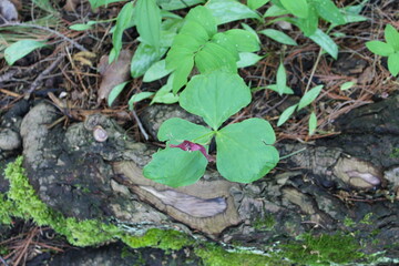 A sample of Purple Trillium (Trillium Erectum) in the Lily family, growing in Ontario Canada. -Captured by MIROFOSS