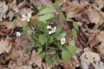 A sample of Twinleaf (Jefersonia Diphylla) in the Barberry family, growing in Ontario Canada. -Captured by MIROFOSS