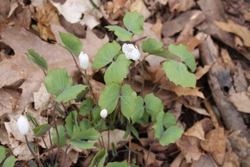 A sample of Twinleaf (Jefersonia Diphylla) in the Barberry family, growing in Ontario Canada. -Captured by MIROFOSS