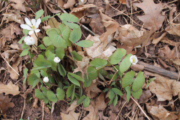 A sample of Twinleaf (Jefersonia Diphylla) in the Barberry family, growing in Ontario Canada. -Captured by MIROFOSS