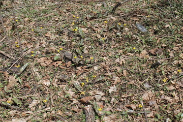 A sample of Trout Lily (Erythronium Americanum) in the Lily family, growing in Ontario Canada. -Captured by MIROFOSS