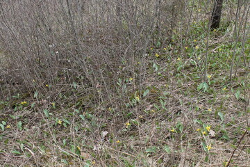 A sample of Trout Lily (Erythronium Americanum) in the Lily family, growing in Ontario Canada. -Captured by MIROFOSS