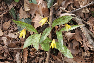A sample of Trout Lily (Erythronium Americanum) in the Lily family, growing in Ontario Canada....
