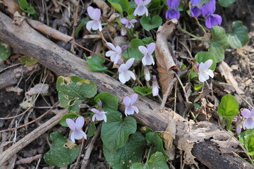 A sample of Blue Woolly Violet (Viola Sororia) in the Violet family, growing in Ontario Canada. -Captured by MIROFOSS