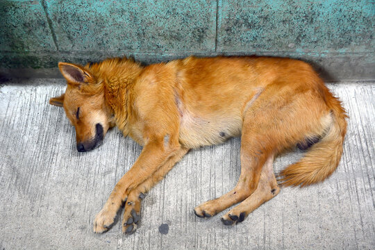Street dog sleeping, Thailand
