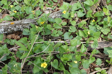 A sample of Yellow Downy Violet (Viola Pubescens) in the Violet family, growing in Ontario Canada. -Captured by MIROFOSS
