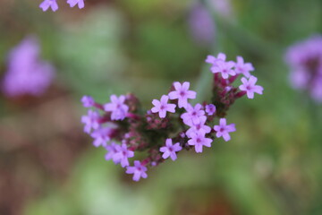 A sample of Purple Top Vervain (Verbena Bonariensis) in the Verbena family, growing in Ontario Canada. -Captured by MIROFOSS