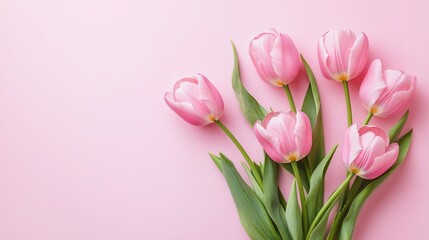 Soft and Romantic Pink Tulips Flat Lay on Isolated Pastel Background, Ideal for Mother’s Day or Valentine’s Day Celebration
