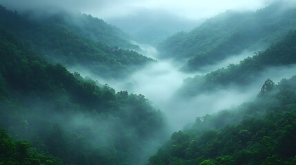 Obraz premium Misty forest green trees