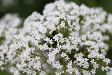 A sample of Valerian (Valeriana Officinalis) in the Honeysuckle family, growing in Ontario Canada. -Captured by MIROFOSS