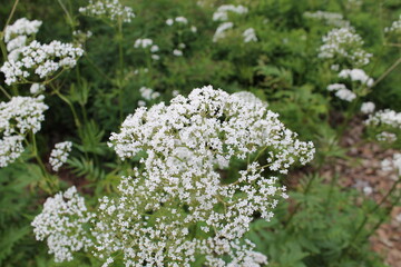A sample of Valerian (Valeriana Officinalis) in the Honeysuckle family, growing in Ontario Canada. -Captured by MIROFOSS