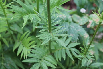 A sample of Velvetleaf (Abutilon Theophrasti) in the Mallow family, growing in Ontario Canada....