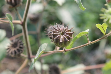 A sample of Velvetleaf (Abutilon Theophrasti) in the Mallow family, growing in Ontario Canada....