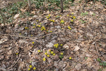 A sample of Winter Aconite (Eranthis Hyemalis) in the Buttercup family, growing in Ontario Canada. -Captured by MIROFOSS