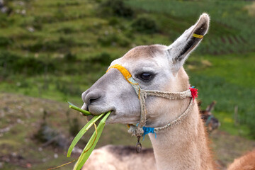 Llamas are domesticated animals that have been used by Andean cultures for centuries as pack animals and for their wool. They belong to the camelid family. Cusco Peru