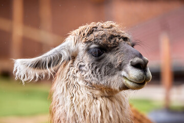 Obraz premium Llamas are domesticated animals that have been used by Andean cultures for centuries as pack animals and for their wool. They belong to the camelid family. Cusco Peru