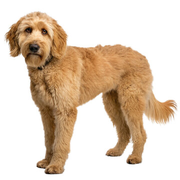 Labradudel puppy isolated on white background Png Transparent