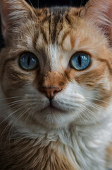 Calico Cat Portrait: Captivating close-up of a calico cat with striking blue eyes, showcasing its unique coat pattern and gentle expression.