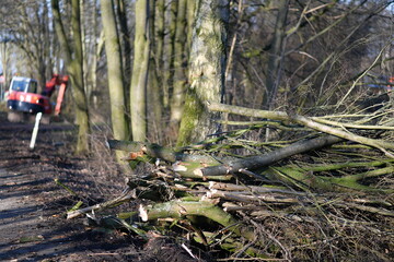 felled trees at the roadside, pruning after winter, road safety