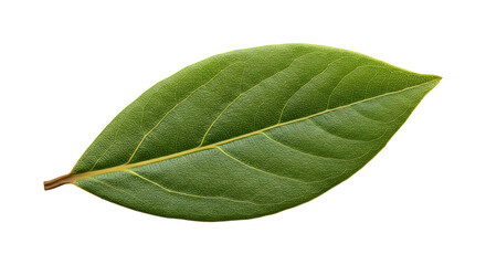Obraz premium Fresh Bay Leaf with Deep Green Color