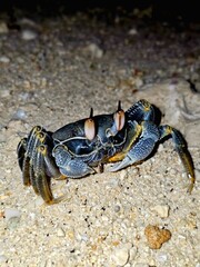 crab on the beach