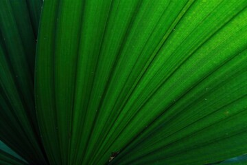 Intricate veins, deep green hues, lush tropical palm leaf texture , natural, leaf, design