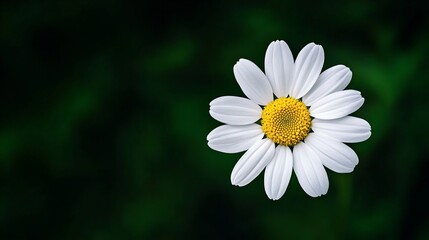 Fototapeta premium Delicate white daisy against a dark green background.