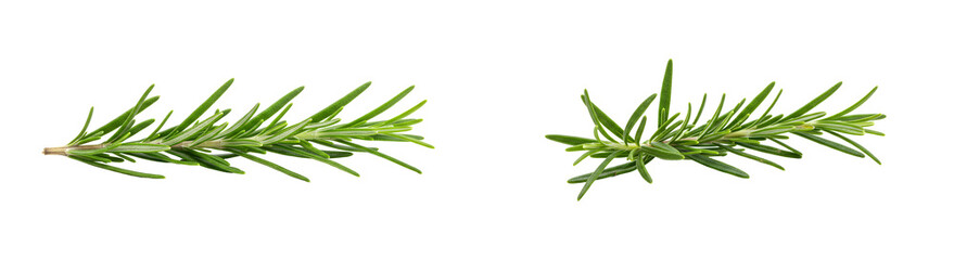 Fototapeta premium Fresh Rosemary Sprig with Needle-like Leaves