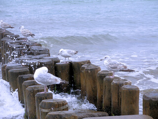 Seagulls Bathing in Foam