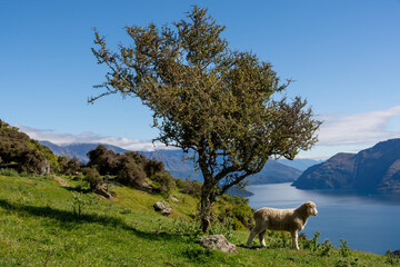 Baby sheep under the tree in front of Lake Wanaka, New Zealand
