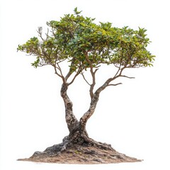 Fototapeta premium Graceful Bonsai in Bright Light
