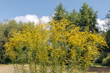 Fototapeta premium Cluster of bright -yellow golden kind Solidago L. Flowers growing in the sunshine