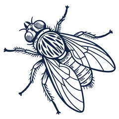 fly in engraved style  vector image