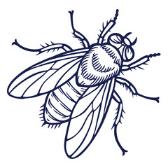 fly in engraved style  vector image