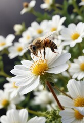 Honey bee perched on the rim of a white flower, covered in soft, fluffy pollen, blossom, insect, flowers