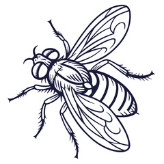 fly in engraved style  vector image