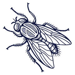 fly in engraved style  vector image