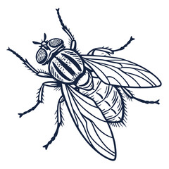 fly in engraved style  vector image