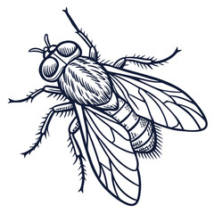 fly in engraved style  vector image