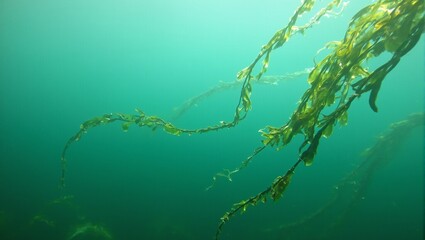 Serene underwater algae strands in soft green hues blending with blue water
